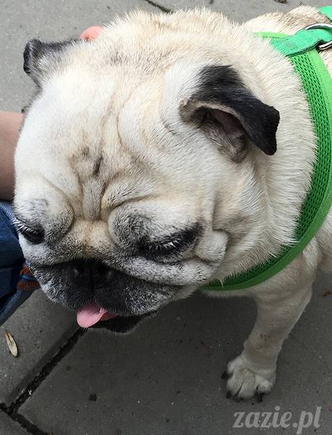 mopsy mopsiki, Kumok i Miszur, Zazie i Syd, Stara Ochota, kawiarnia Kwadratowa