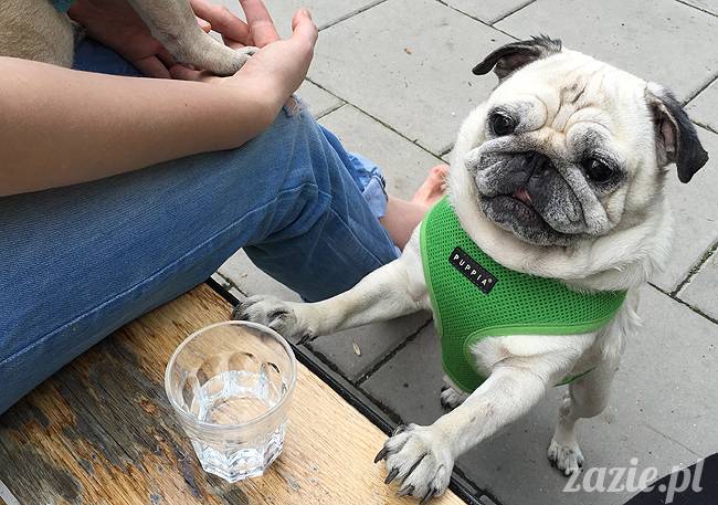 mopsy mopsiki, Kumok i Miszur, Zazie i Syd, Stara Ochota, kawiarnia Kwadratowa