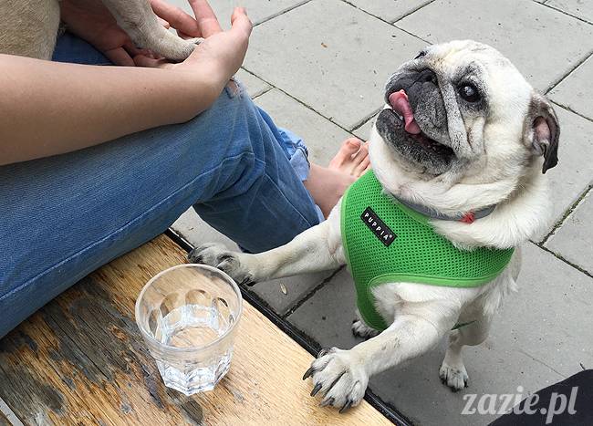 mopsy mopsiki, Kumok i Miszur, Zazie i Syd, Stara Ochota, kawiarnia Kwadratowa