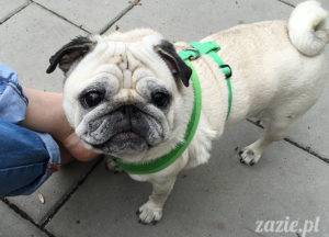 wiosna, skwerek i mopsi spacerek