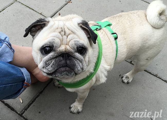 mopsy mopsiki, Kumok i Miszur, Zazie i Syd, Stara Ochota, kawiarnia Kwadratowa