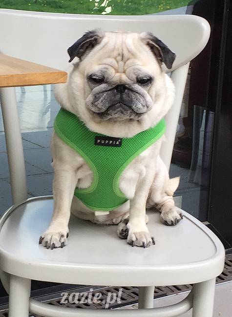 mopsy mopsiki, Kumok i Miszur, Zazie i Syd, Stara Ochota, kawiarnia Kwadratowa