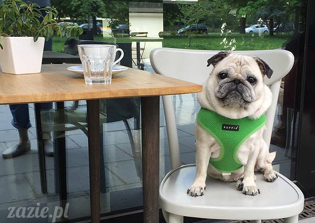 mopsy mopsiki, Kumok i Miszur, Zazie i Syd, Stara Ochota, kawiarnia Kwadratowa