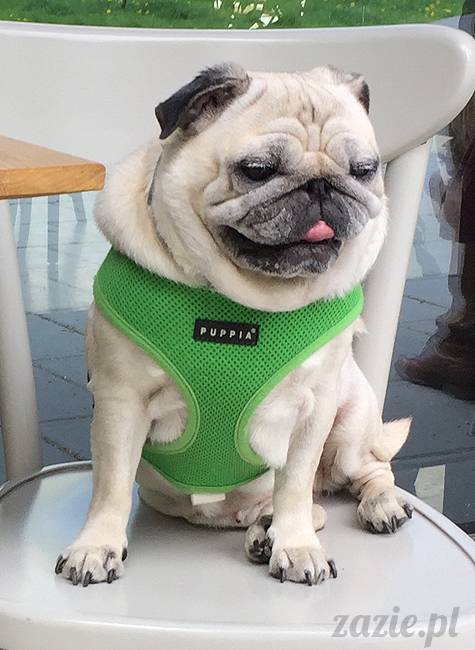 mopsy mopsiki, Kumok i Miszur, Zazie i Syd, Stara Ochota, kawiarnia Kwadratowa