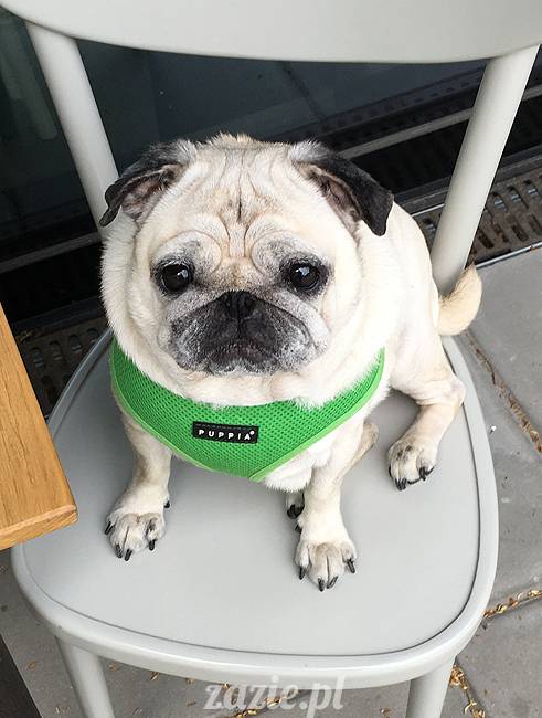 mopsy mopsiki, Kumok i Miszur, Zazie i Syd, Stara Ochota, kawiarnia Kwadratowa