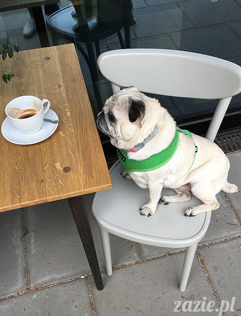 mopsy mopsiki, Kumok i Miszur, Zazie i Syd, Stara Ochota, kawiarnia Kwadratowa