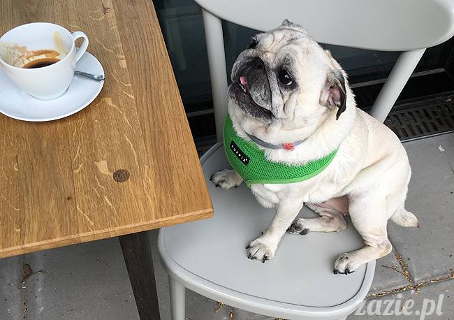 mopsy mopsiki, Kumok i Miszur, Zazie i Syd, Stara Ochota, kawiarnia Kwadratowa