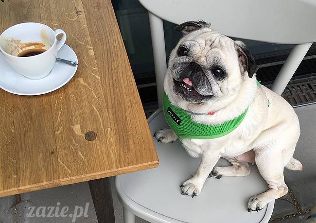 mopsy mopsiki, Kumok i Miszur, Zazie i Syd, Stara Ochota, kawiarnia Kwadratowa