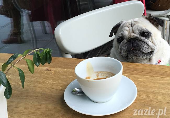 mopsy mopsiki, Kumok i Miszur, Zazie i Syd, Stara Ochota, kawiarnia Kwadratowa