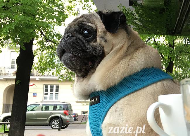 mopsy mopsiki, Kumok i Miszur, Zazie i Syd, Stara Ochota, kawiarnia Kwadratowa