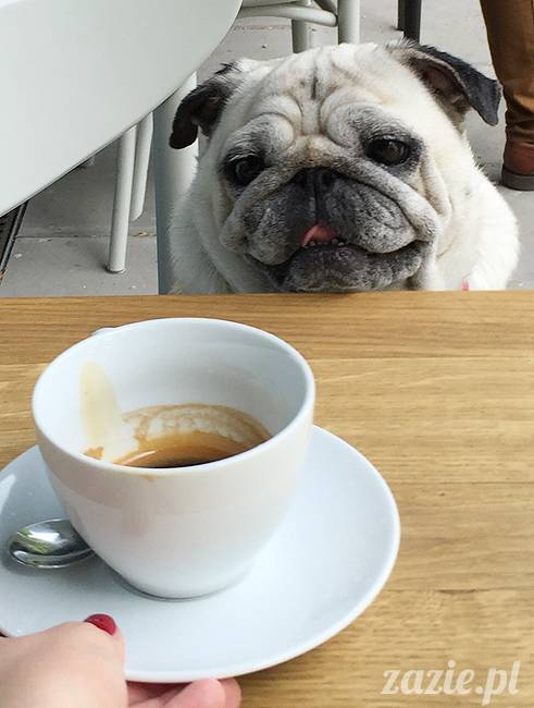 mopsy mopsiki, Kumok i Miszur, Zazie i Syd, Stara Ochota, kawiarnia Kwadratowa