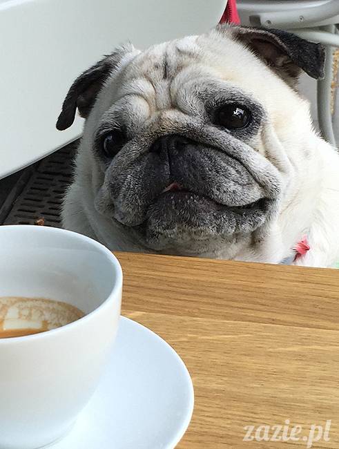 mopsy mopsiki, Kumok i Miszur, Zazie i Syd, Stara Ochota, kawiarnia Kwadratowa