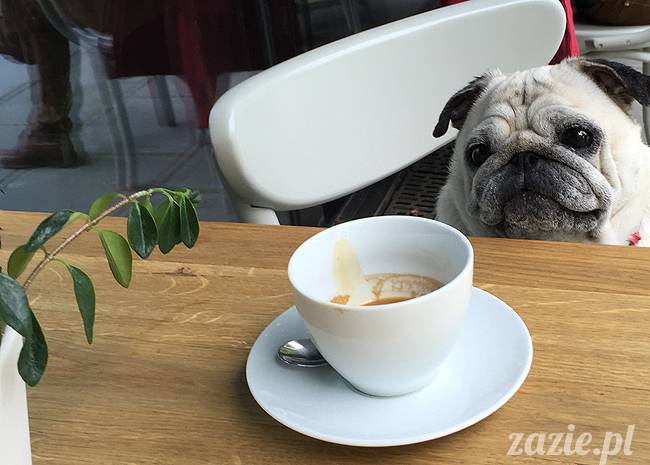 mopsy mopsiki, Kumok i Miszur, Zazie i Syd, Stara Ochota, kawiarnia Kwadratowa