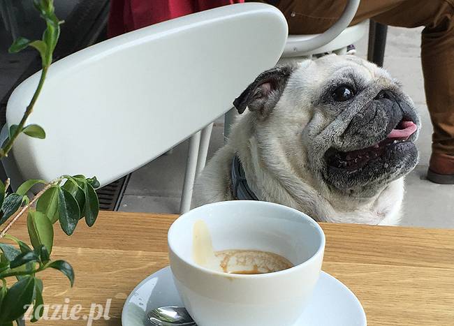 mopsy mopsiki, Kumok i Miszur, Zazie i Syd, Stara Ochota, kawiarnia Kwadratowa