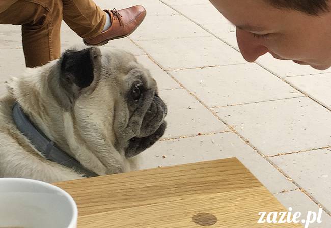 mopsy mopsiki, Kumok i Miszur, Zazie i Syd, Stara Ochota, kawiarnia Kwadratowa