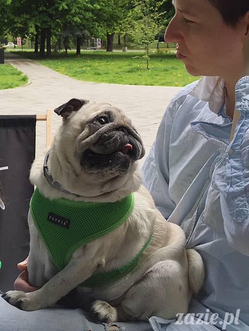 mopsy mopsiki, Kumok i Miszur, Zazie i Syd, Stara Ochota, kawiarnia Kwadratowa