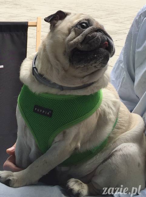 mopsy mopsiki, Kumok i Miszur, Zazie i Syd, Stara Ochota, kawiarnia Kwadratowa