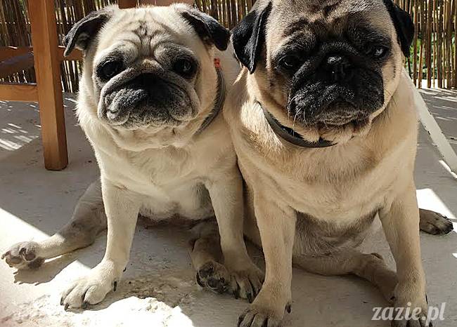 balkon południowy zazie i syd, stara ochota, warszawa