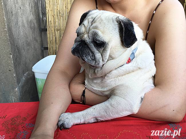 balkon południowy zazie i syd, stara ochota, warszawa