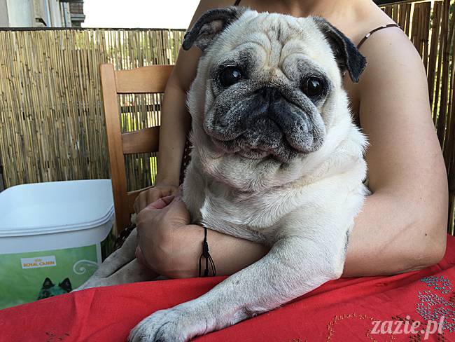 balkon południowy zazie i syd, stara ochota, warszawa