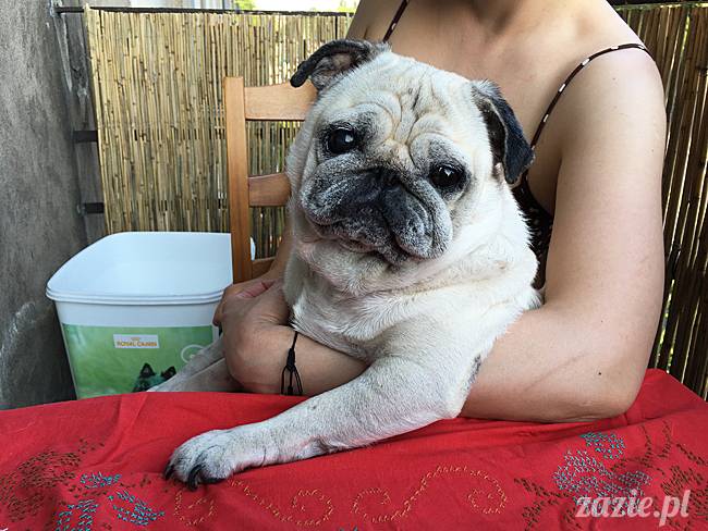 balkon południowy zazie i syd, stara ochota, warszawa