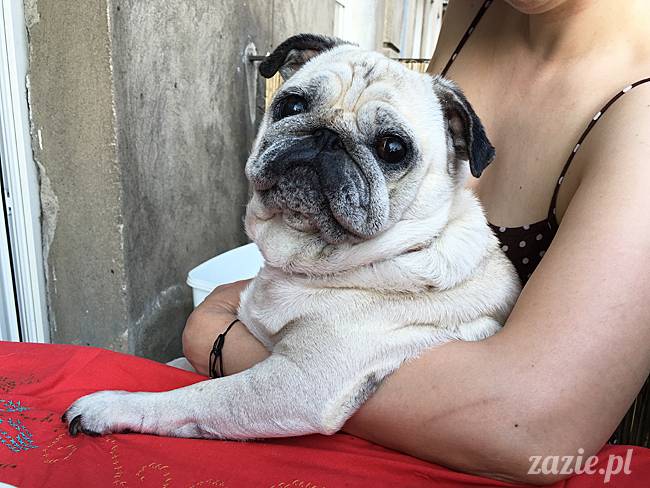 balkon południowy zazie i syd, stara ochota, warszawa