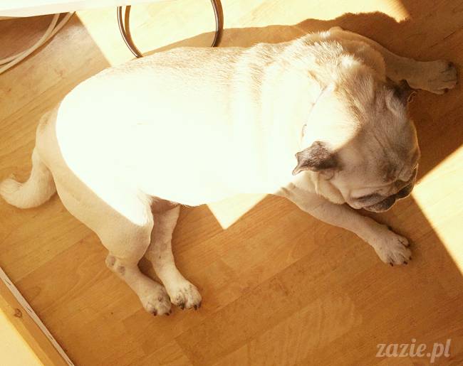 balkon południowy zazie i syd, stara ochota, warszawa