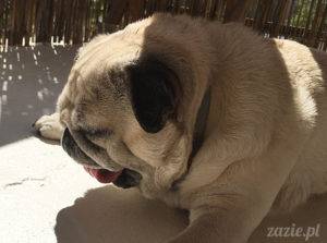 całkiem nowy Balkon Południowy