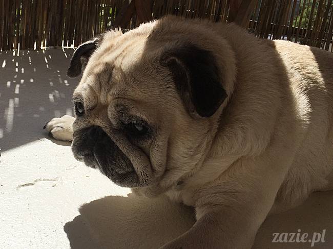 balkon południowy zazie i syd, stara ochota, warszawa
