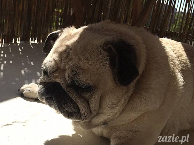 balkon południowy zazie i syd, stara ochota, warszawa