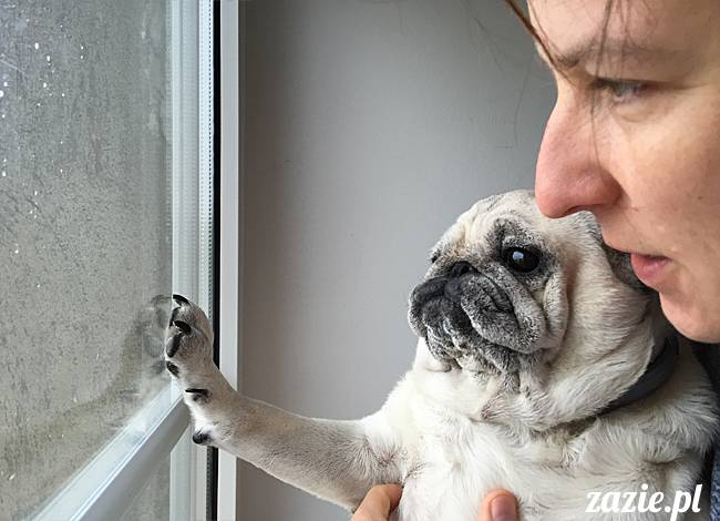 balkon południowy zazie i syd, stara ochota, warszawa