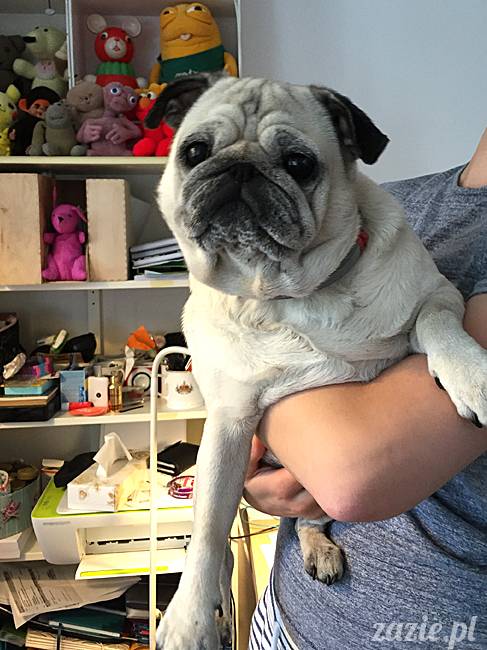 balkon południowy zazie i syd, stara ochota, warszawa