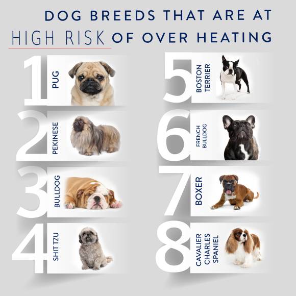 przegrzanie_mopsa_udar_cieplny