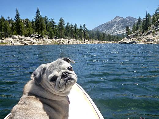 [foto: gardenbetty.com]