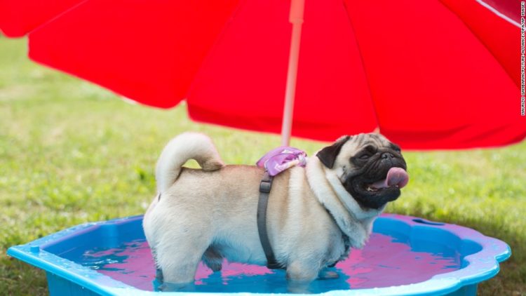 pug_summer_heat