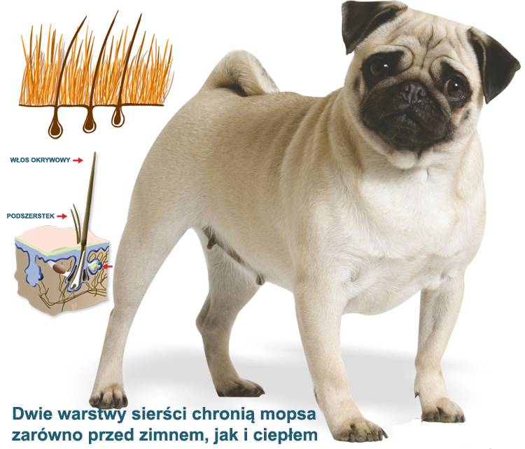 siersc_mopsa_mops