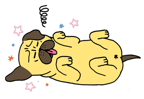 vincy_cheung_pug_fainting