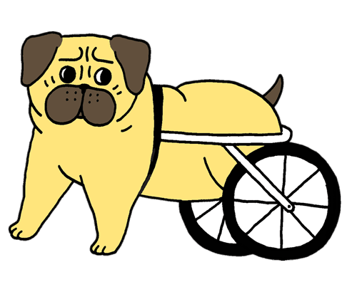 vincy_cheung_pug_wheelchair