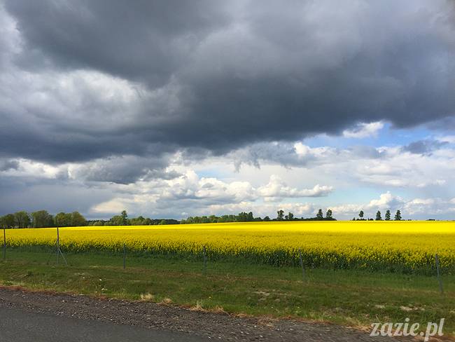 Zazie Syd Kumok i Miszur, Wrocław maj 2016