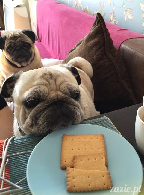 Zazie Syd Kumok i Miszur, Wrocław maj 2016