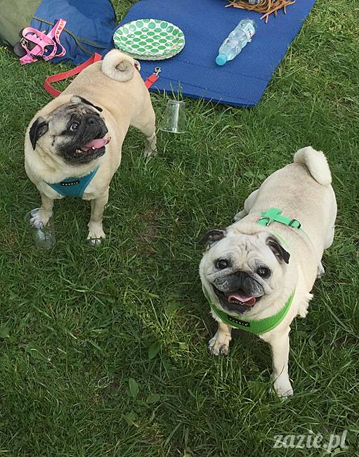 Zazie Syd Kumok i Miszur, Wrocław maj 2016