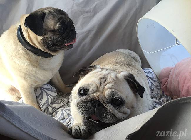 Zazie Syd Kumok i Miszur, Wrocław maj 2016