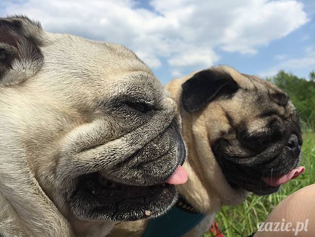 Zazie Syd Kumok i Miszur, Wrocław maj 2016