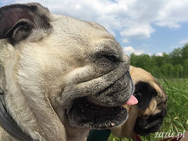 Zazie Syd Kumok i Miszur, Wrocław maj 2016