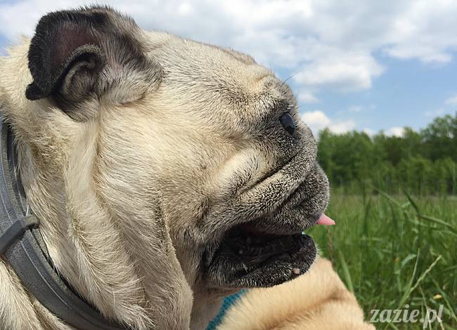 Zazie Syd Kumok i Miszur, Wrocław maj 2016