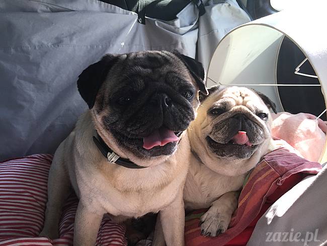 Zazie Syd Kumok i Miszur, Wrocław maj 2016