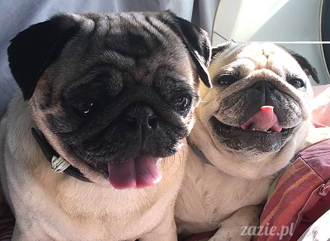 Zazie Syd Kumok i Miszur, Wrocław maj 2016