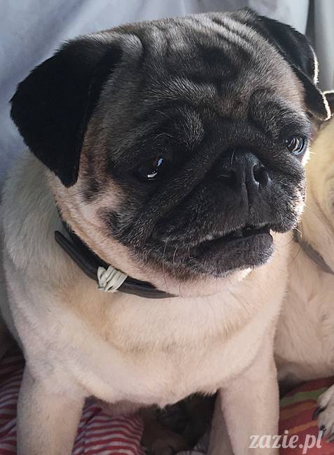 Zazie Syd Kumok i Miszur, Wrocław maj 2016