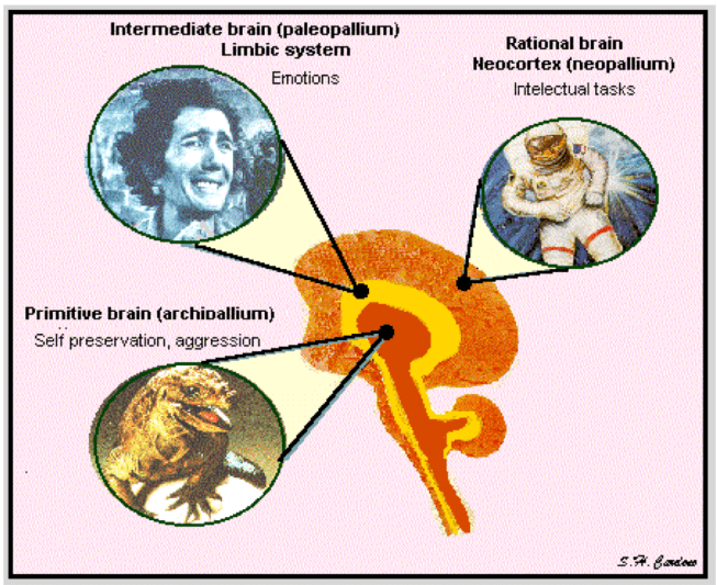 triune_brain_hypothesis