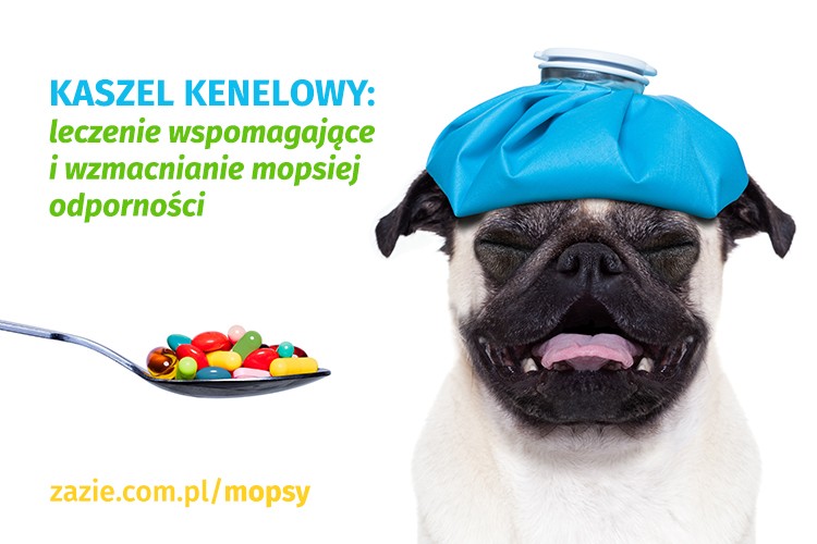 Kaszel kenelowy u psów, infekcje górnych dróg oddechowych u mopsów, mops się zapowietrza i ma problemy z oddychaniem, mops charczy i krztusi się